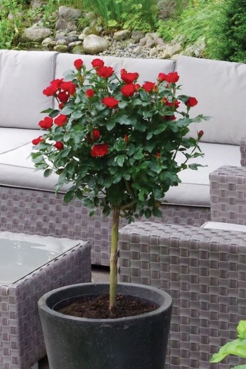 Троянда Ред Вельвет (червона) ШТАМБ | Rosa Red Velvet (red) SHTAMB | Роза Ред Вельвет (красная) ШТАМБ